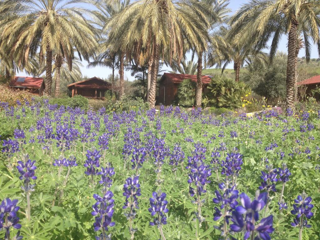 מושב רמות Naomi's place הבית של נעמי חדר תמונה